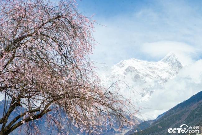 Linzhi، التبت: أزهار الخوخ تتفتح تحت قمة Namjagbarwa