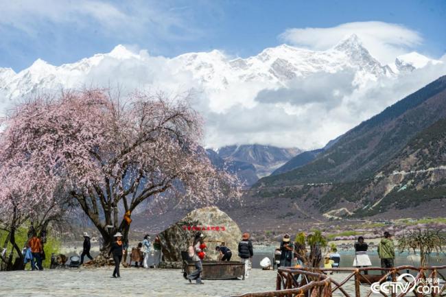 لينجي، التبت: أزهار الخوخ تتفتح تحت قمة نامجاجباروا