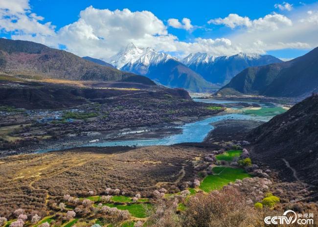 لينجي، التبت: أزهار الخوخ تتفتح تحت قمة نامجاجباروا