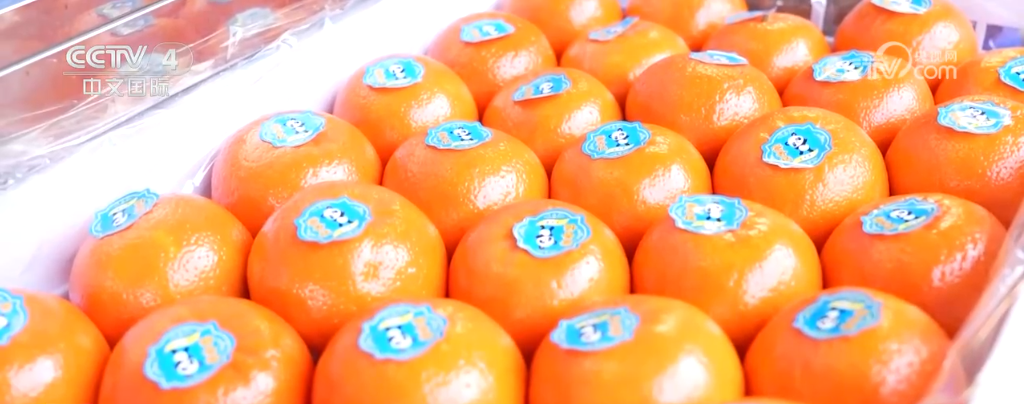 /> </p> <p> Новый год. Тенденция и новые продукты, выпущенные в области «продуктов питания, одежды, жилья и транспорта», очень популярны, вводя новую жизненную силу на рынок потребителей. В Циняне, Гансу, сахе серии серии «Змеи» открыли в жаркую продажу, причем заказы увеличились на 40% по сравнению с предыдущим. Саше Гансу Циньян имеет долгую историю, а вышивка саше является одним из национальных нематериальных культурных наследий. </p> <p class = 