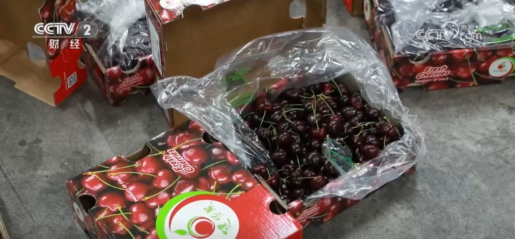 /> </p> <p> в настоящее, более 92% из Chilan Cherry. Небольшая вишня едет по «восточному ветру», продвигающему открытие высокого уровня во внешнее мир, «летит» с другой стороны океана в дома обычных людей, и его цены постепенно переходят от дорогих к «благоприятным для людей», свидетельствуя о открытом китайском рынке, становясь отличной возможностью в мире. </p> <p class = 