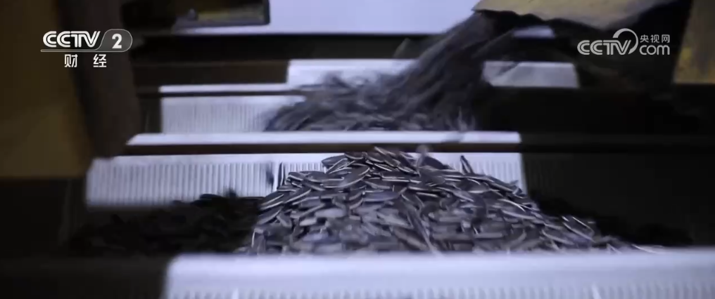 /> </p> в селекционном сериале. Машины работают одновременно, и используют фотоэлектрические технологии для скрининга качества семян дыни. Семена дыни разных размеров текут в их соответствующие каналы, загружены в мешки, а затем отправляются в отсек грузовика через конвейерную ленту. </p> <p> На производственной линии предприятия по обработке семян дыни в округе Вуюан, машина взревела. По мере развития производственного процесса семена сырой дыни были отправлены на оборудование по очереди. После нескольких процессов, таких как скрининг, очистка, приготовление пищи, выпечка и упаковка, они, наконец, стали готовыми семенами дыни. </p> <p class = 