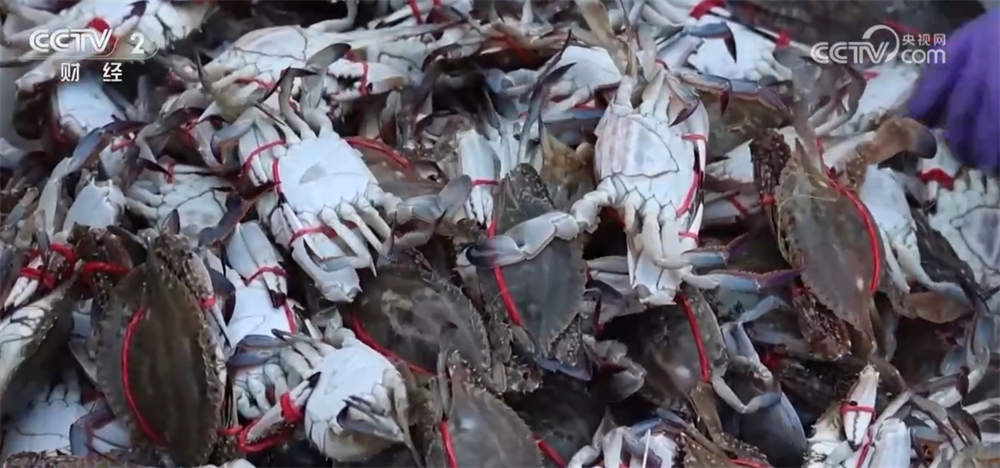// p> <p> в городе Lianyung, Swift Crabs. Килограммы свежих быстрых крабов выходят на берег каждый день. Как только крабовая лодка вернулась из моря, пришвартованные, крабы на лодке были быстро разгружены и упакованы и отправлены на ближайший оптовой рынок морепродуктов. </p> <p class = 