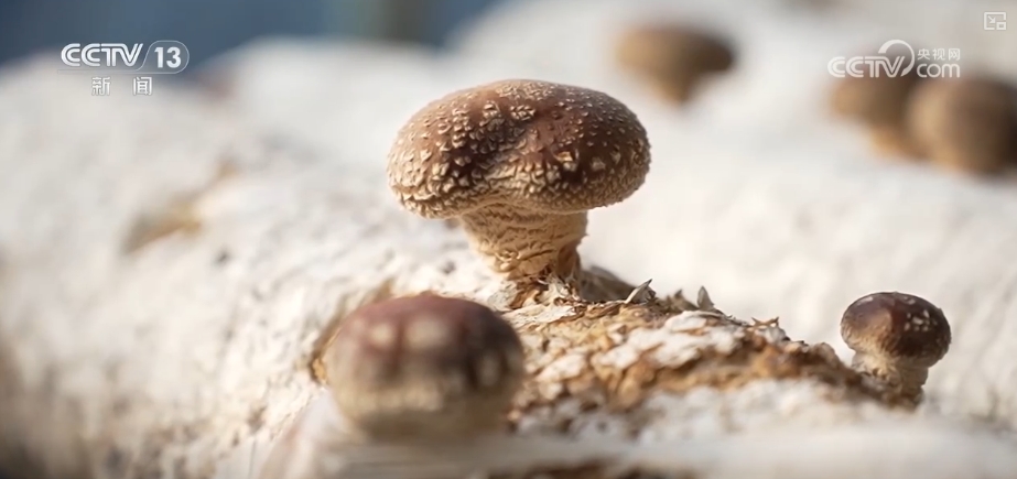 /> </p> <p> hebeiは主要な野菜生産と販売省であり、北の重要な野菜の施設です。 CangzhouのXian郡の国立野菜品質センターの標準化基地の温室では、キノコの棒が整然と並んでおり、キノコはふっくらと柔らかいものです。 </p> <p class = 