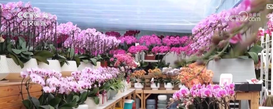 /> </p> shijiaj, he sostenido. Una exposición Forsythia para proporcionar a los ciudadanos y turistas una nueva experiencia de 
