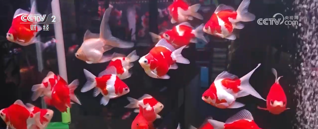 /> </p> <p> จังหวัดนักข่าวเห็นว่าพ่อค้าวางปลาประดับสีสันสดใสทั้งสองด้านของทางเดินและภายใต้แสงไฟพวกเขาเป็นเหมือนความฝัน จากปลาน้ำจืดที่มีน้ำพริกสามัญไปจนถึงปลาน้ำจืดเขตร้อนที่ผู้เล่นที่มีประสบการณ์ชื่นชอบปลาประดับหลากหลายชนิดนั้นพราว </p> <p class = 