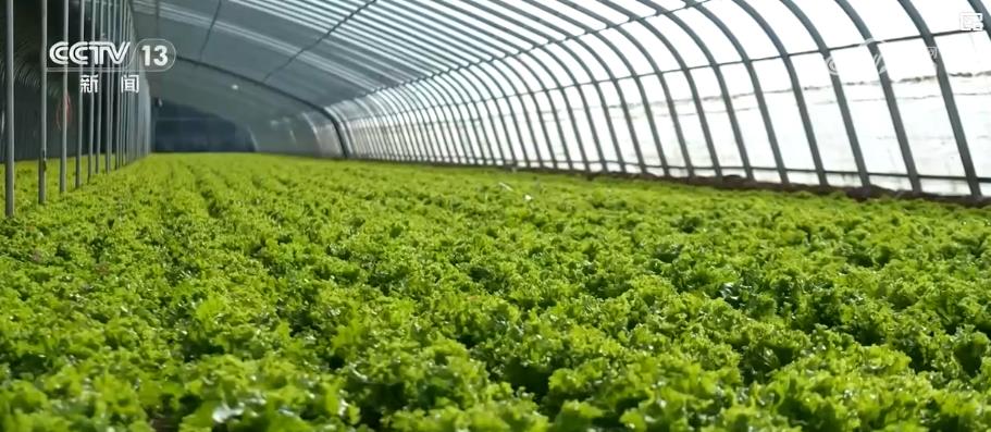 /> </p> <p> Yongnian, Hebei es el enriquecedor de la base de la planta. Instalación Área de siembra vegetal de más de 255,000 acres. En la actualidad, el área de campo es de 60,000 mu, con un volumen de mercado diario de más de 2,000 toneladas, y más de 100 variedades de vegetales, como trigo de aceite, lechuga, apio y repollo chino. </p> <p class = 