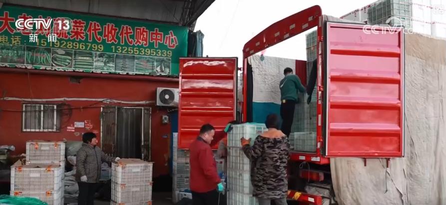 /> </p> <p> La salida anual de vegetales de Lanling, Linling County, Linyi City, shastong, shandong, shandong, shasting, shasting, shards, súbd. Toneladas, de las cuales 60% se suministran directamente a la región del Delta del río Yangtze. Para hacer frente a los desafíos traídos por esta ola de frío, el departamento de negocios local se ha conectado activamente con el mercado mayorista en el delta del río Yangtze para aumentar la frecuencia del transporte de vehículos vegetales. En la actualidad, más de 390 camiones cargados con verduras partidas de Lanling todos los días, y el número total de verduras transportadas fuera del país alcanza más de 7.800 toneladas por día. </p> <p> Si bien el suministro de verduras es suficiente, la acuicultura pesquera también garantiza activamente la garantía. En Jimo, Qingdao, Shandong, las variedades de acuicultura, como los pepinos de mar y los caballitos de mar, se encuentran en un período crítico de crecimiento de las plántulas. El departamento de suministro de energía local ha establecido un equipo de servicio de 