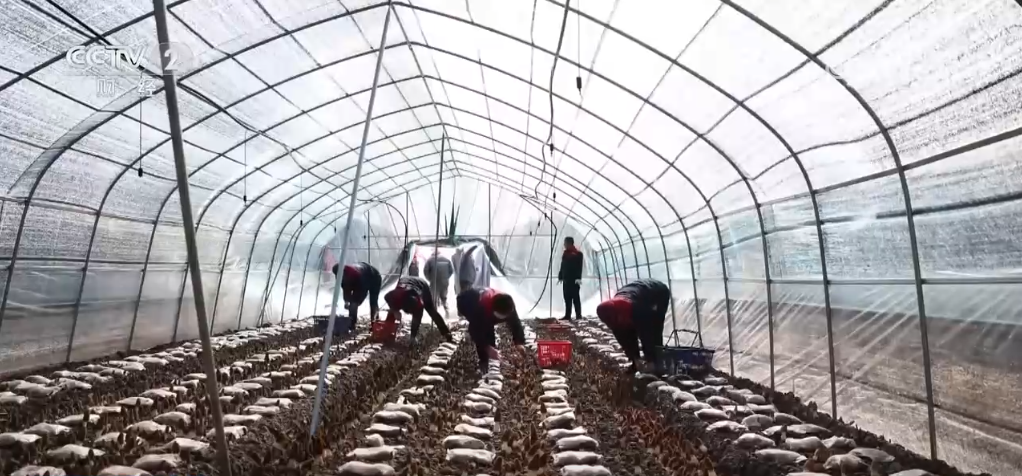 /> </p> <p> Это богаты, потому что они богаты, потому что они богаты, потому что они богаты, потому что они богаты, потому что они богаты, потому что они богаты. Ожидается, что период сбора урожая продлится до марта, и ожидается, что доходность на MU достигнет 1500 килограммов. В настоящее время округ Донгжи разработал полную цепочку и услуги отрасли и услуги. В 2024 году общая производительность сморчков в местном районе превышала один миллион килограммов, а выходная стоимость почти 60 миллионов юаней, а коллективный экономический доход 21 альянс -деревни превысил миллион юаней. </p> <p class = 