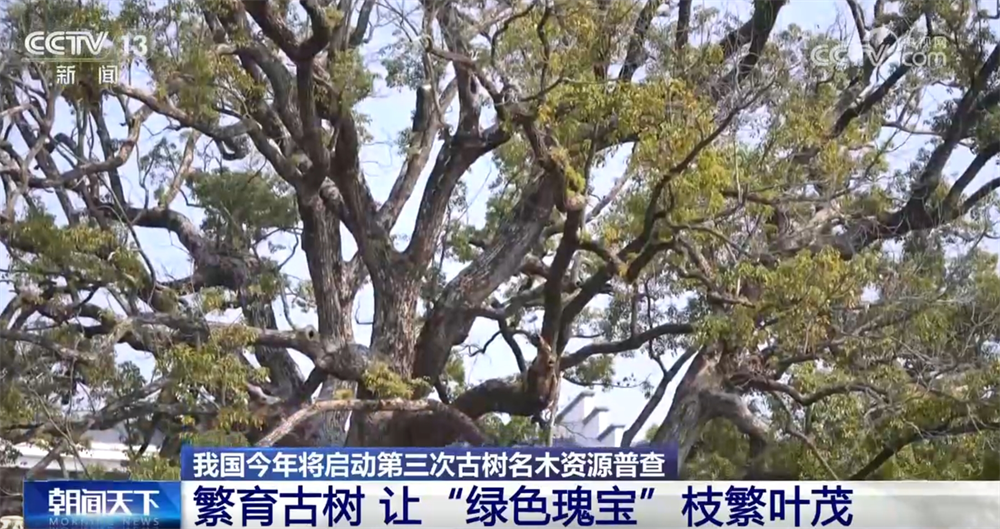 /> </p> <P> <p> <P. In Yongfeng County gibt es 1.820 alte Bäume und berühmte Bäume. Gegenwärtig wurden 47 alte Bäume erfolgreich restauriert, und 87 alte Bäume, die auf gehärtetem Boden wachsen, wurden korrigiert und behandelt. Die Umgebung hat auch eine gewerbliche Versicherung für 1.820 alte Bäume und berühmte Bäume abgeschlossen. </p><p class=