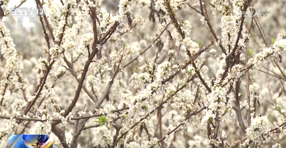 // </p> <p> Di solito circa dieci giorni. Nel sud, la stagione per i fiori di prugna è in piena fioritura da metà febbraio all'inizio di marzo di ogni anno. </p> <!-Repte.body.end->               </div>
              
          </div>
          
          <!--<div class=