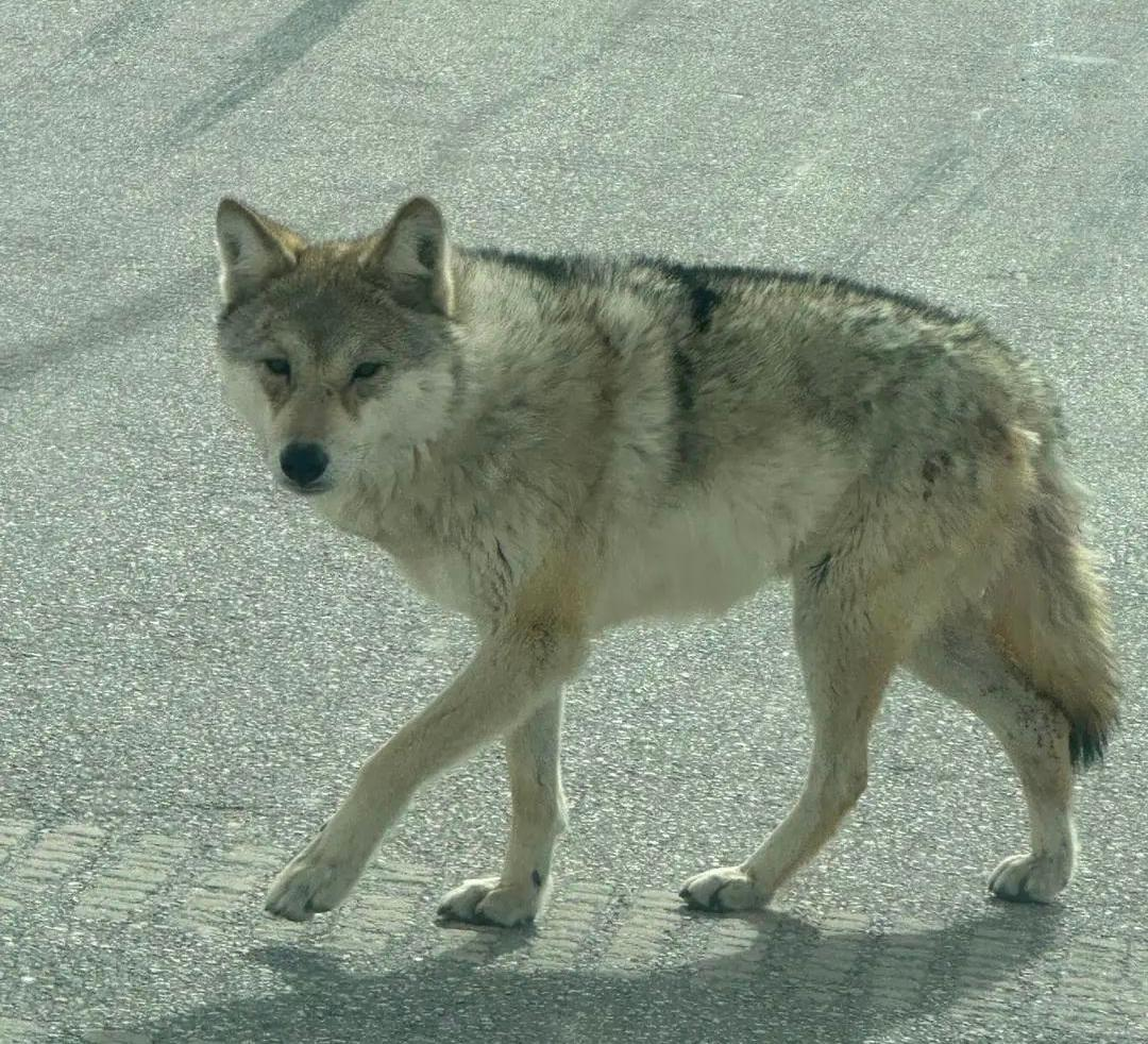 /> </P> <p> · · · · · · · · · · · · · · · · · Stochern, · · · · · · Stout. Experten: Ihr Verhalten ist abnormal und die Möglichkeit, nach Nahrung zu betteln, ist nicht ausgeschlossen. </p> <p class = 