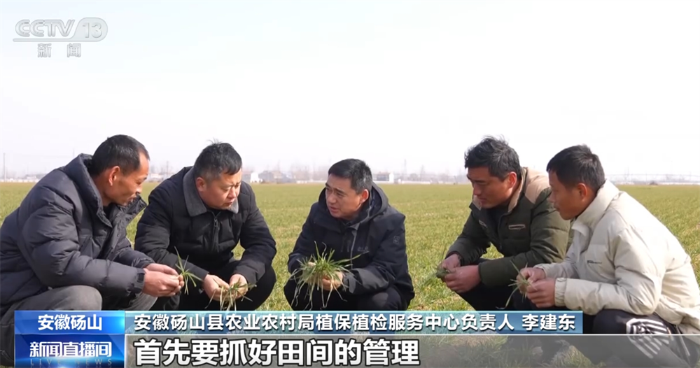 /> </p> <pil Los expertos están movilizando a los agricultores en los campos para aprovechar el período crítico de la gestión de la primavera y guiar a los agricultores locales a utilizar de manera integral tecnologías de apoyo como el control y el control de plagas y las nuevas tecnologías y métodos para la gestión del campo de trigo de primavera. </p> <p class = 