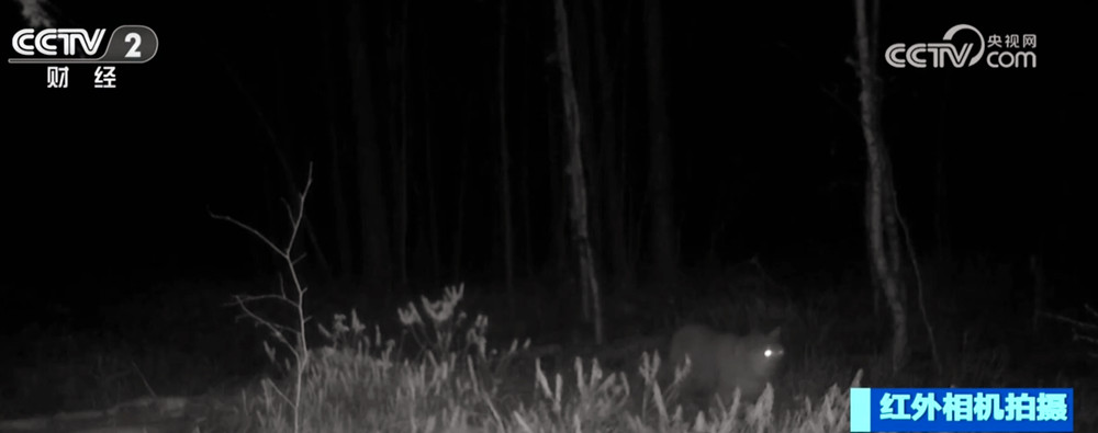 /> </p> <p> L'immagine è un animale a protezione nazionale, sable. Sembra che stia inseguendo il respiro lasciando sugli animali, alzandosi di tanto in tanto con le zampe posteriori e osservando intensamente i movimenti intorno a esso. Una volta notato, spostati rapidamente e corri rapidamente. </p> <p class = 