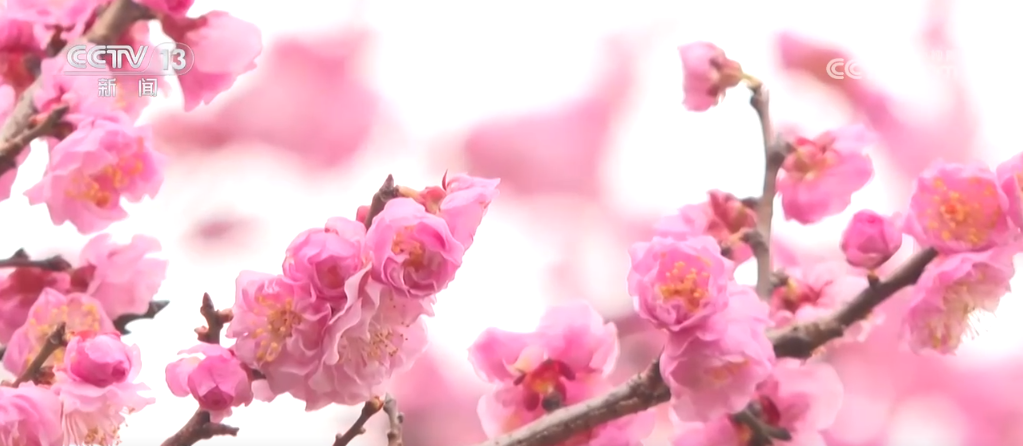 /> </p> <p> Dopo il festival primavera, molti tornici stranieri hanno scelto il festival e la primavera di scatto e la festa di scatto e la primavera di scatto e la primavera di scatto e la primavera della Springa delle SPARAZIA per godersi i fiori. Si prevede che entro il periodo di punta della visione dei fiori entro la fine di febbraio, il numero di turisti che entrano nel parco supererà le 55.000 ogni giorno. Il punto panoramico adotta le prenotazioni online ed è aperto gratuitamente tutto il giorno. </p> <p class = 