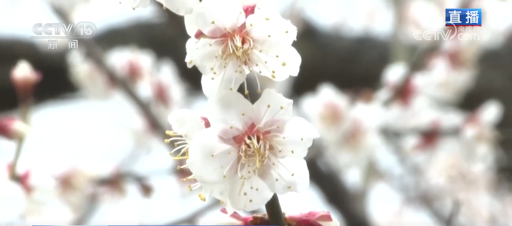 /> </p> <p> il plum blossom ha trasportato il profondità di profondità e spirituali. Innumerevoli letterati e poeti hanno lasciato alle spalle le poesie per lodarlo. Durante la stagione dei fiori di prugna di quest'anno, il punto panoramico congiuntamente con il museo artistico della Hangzhou Xiling SEAL Society per creare una speciale mostra di calligrafia, pittura e intaglio delle foche - The Plum News Exhibition. Prendere i fiori di prugna come tema della creazione, poesia e testi sono inclusi nel sigillo e nella pittura e sono esposte più di 60 calligrafia, pittura e opere di intaglio di guarnizioni. Queste opere contengono infiniti artisti e profondo affetto per lo stile di fiori di prugna. I visitatori sono anche qui per sentire il fascino della tradizione e della modernità e l'integrazione dell'arte e della natura. </p> <p class = 