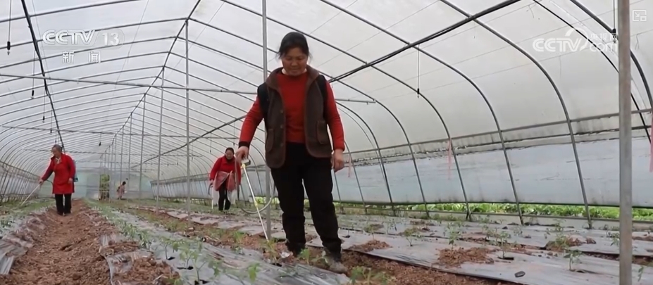 /> </p> <p>は、ビーシャン地区のヘビアンタウンの野菜基地で、村人に閉じ込められているため、フィールドに閉じ込められています。温室では、農民はトマトの苗木を植えるのに忙しく、膜を壊し、苗木を植え、土壌を覆い、根を灌漑して、すべての苗木が新しい「家」に根を下ろすことができるようにしています。 </p> <p class = 