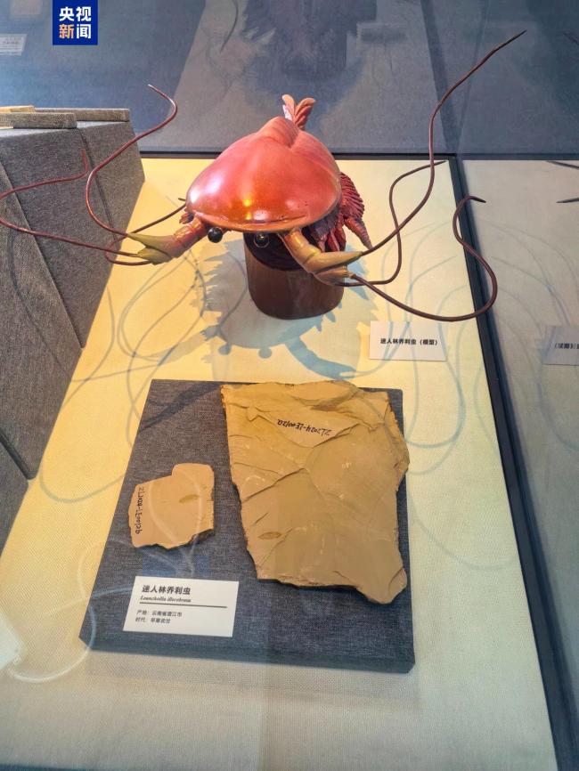 A journey of life through time and space. Chengjiang fossils are on display for the first time