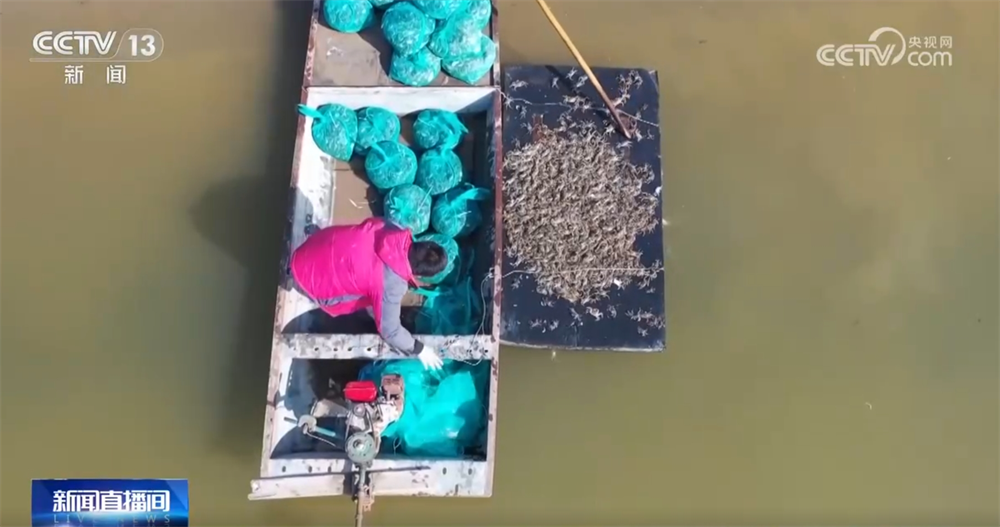 // </p> <p> Le piantine sono previste per essere rilasciate. </p> <p> </p> <p> Wuyuan, Jiangxi: È il momento giusto per uscire all'inizio della primavera, migliaia di fiori di prugna stanno fiorendo </p> <p> Durante questo periodo, il blossomi di prugne si diverte a un viaggio a Wunuzhou, Wuyuan County, Shangrao, Jiangxi prove che si stanno divertendo, attirando molti touristi per un viaggio e godono i fiori. </p> <p> La brezza di primavera soffia sul viso, che è un buon momento per godersi lo scenario in primavera. Quando si tratta di Wuyuan, penserai sicuramente ai fiori di stupro in tutte le montagne. Tuttavia, in questi giorni non sono l'alta stagione per i fiori di stupro. Ora voglio portarti qui per vedere i fiori di prugna che fioriscono all'inizio della primavera. </p> <p class = 