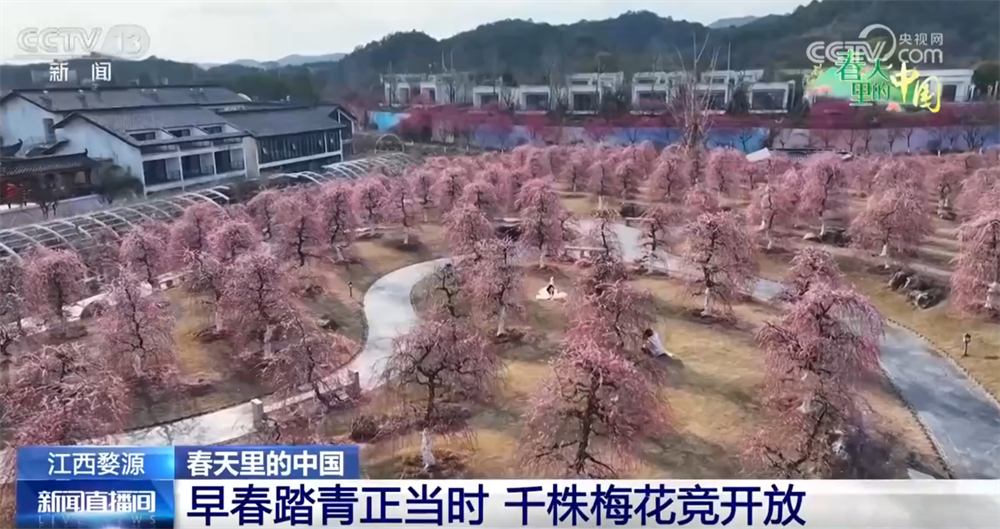 /> </p> <p> a piedi intorno al plum giardino, più di 1,600 osseti di calma, calo Sono come la neve, le prugne rosse sono come il fuoco, le prugne verdi sono piene di verde e ci sono forti rami e prugne sospese come cascate, che completano gli edifici in stile Hui con pareti rosa e piastrelle nere. </p><p class=