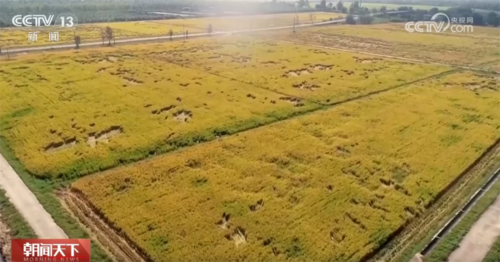 // <p> baja. Pada masa yang sama, digabungkan dengan teknologi pertanian seperti pembiakan jenis yang sangat baik dan penanaman benih mekanik, kami akan terus memperluaskan kawasan penanaman tanaman dan kapasiti pengeluaran tanah saline-alkali, menjadikan tanah saline-alkali menjadi ladang subur. </p> <p class = 