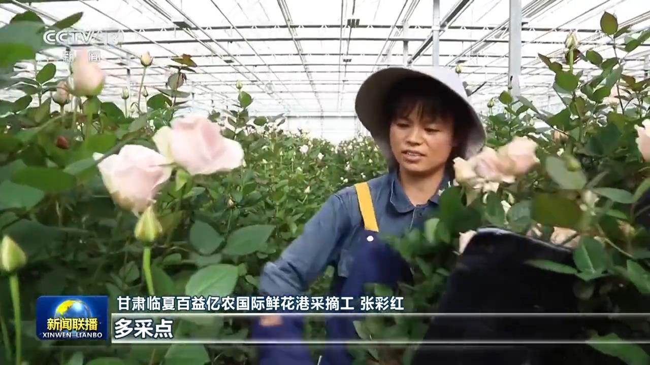 /> </p> <p> temprano en la mañana en la mañana, el reportero llegó a Linxia nongi nongi. La fuerte fragancia de las flores llegó a la nariz, y los trabajadores estaban ocupados cortando las ramas de las flores. </p> <p> En esta fábrica de rosa que cubre un área de casi 350 acres, 200,000 flores recién cortadas se transportan a todas las partes del país y los países construyen conjuntamente la iniciativa 