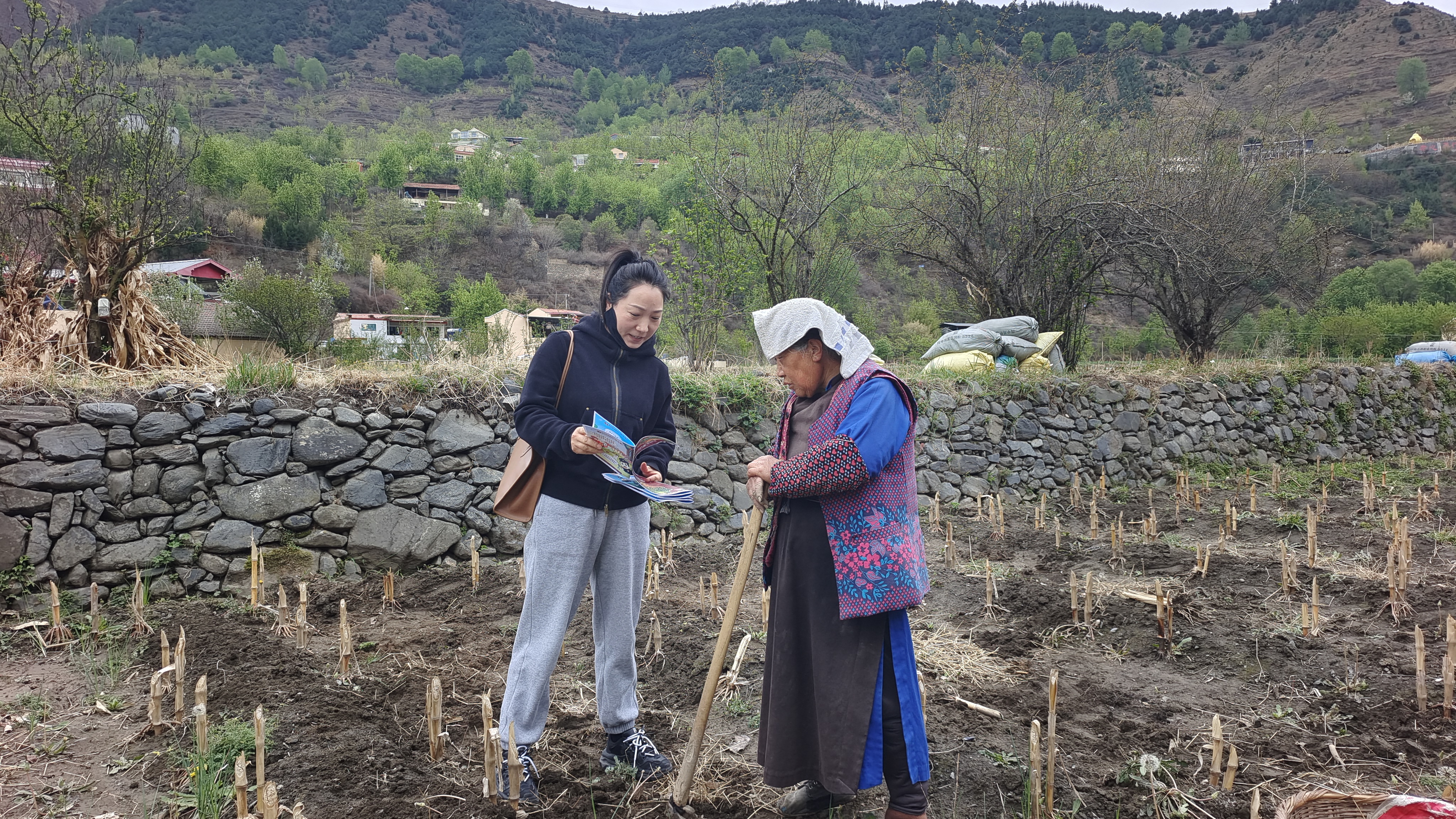 2024年4月10號，何小青在田間地頭宣傳政策。
