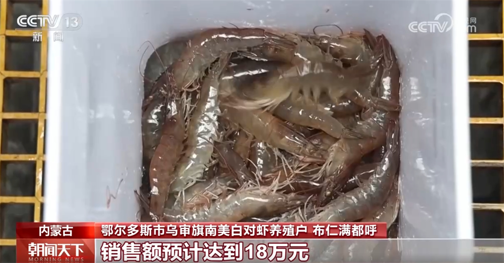 /> เขาติดตั้งยานพาหนะขนส่งมืออาชีพอุปกรณ์การตีออกซิเจนและถุงขนส่งออกซิเจนในกุ้งที่มีการขยายตัวเพิ่มรัศมีการขายของกุ้งขาวในอเมริกาใต้ถึง 200 กิโลเมตรรอบ Ordos กุ้งสดสามารถส่งมอบให้กับลูกค้าภายใน 2 ชั่วโมงอย่างช้าๆ Herder Si Qinghua สั่งกุ้งขาวในอเมริกาใต้ 5 กิโลกรัม </p> <p> s ชิงฮัว, ผู้เลี้ยงสัตว์จาก Wushen Banner, Ordos City กล่าวว่า: 