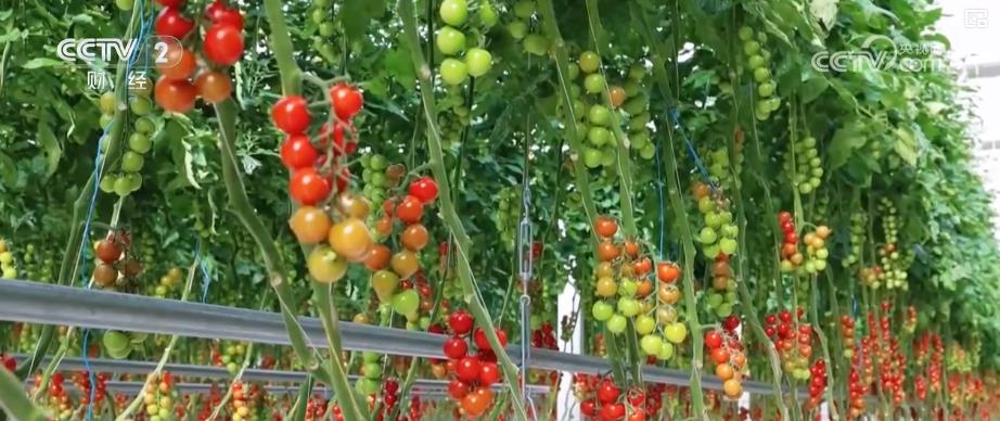 /> </p> <p> Изучительно культивируемые из-за того, что они могут быть на полном поступлении в течение всего года. в следующем году и в основном продаются Шанхае, Шэньчжэну и другим местам. Чтобы побудить больше жителей сельских жителей присоединиться к интеллектуальному сельскохозяйственному производству, местное правительство постоянно изучает больше моделей сотрудничества и постоянно привлекает интеллектуальные сельскохозяйственные предприятия, чтобы поселиться.               </div>
              
          </div>
          
          <!--<div class=