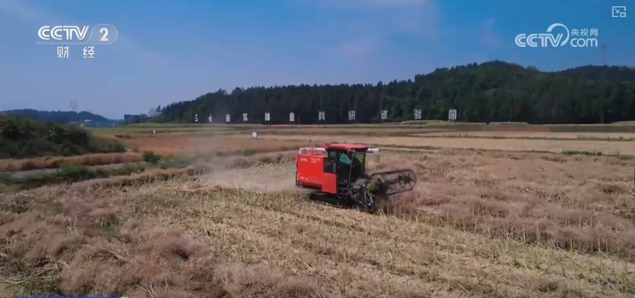 // P> <p> <p> <p>. Im Jahr 2025 wird die Region 190 High-Yield-Displays von Rapse 1.000 Acres und 70 ultra-hohen Forschungs- und Entwicklungsprojekten von Raps 100 Acres bauen, die demonstrieren, dass die Produktionssteigerungen mit großem Maßstab steigern. In Santai County erreichte das superzeitige Forschungs- und Entwicklungsgebiet von 100 MU, der Ertrag pro Morgen Vergewaltigung 450 Kilogramm. </p> <p class = 