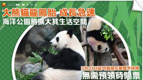 大熊貓龍鳳胎│5月27日起可直接在展館外排隊 無需預領時間票 大熊貓龍鳳胎│5月27日起可直接在展館外排隊 無需預領時間票