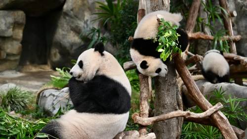 香港海洋公園為大熊貓「盈盈」「家姐」「細佬」搬新居迎賓客 香港海洋公園為大熊貓「盈盈」「家姐」「細佬」搬新居迎賓客