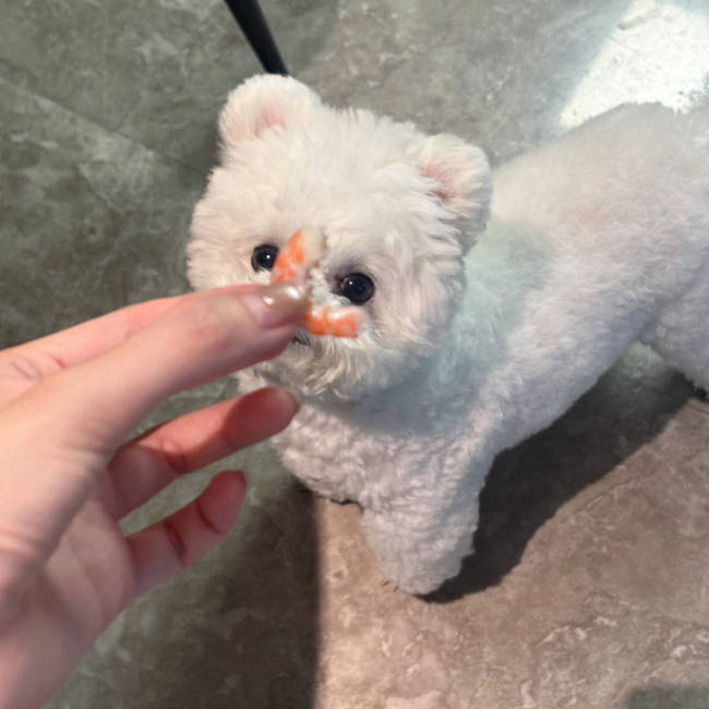 王玉雯更新生活随拍 与雪白大狗自拍合影状态惬意