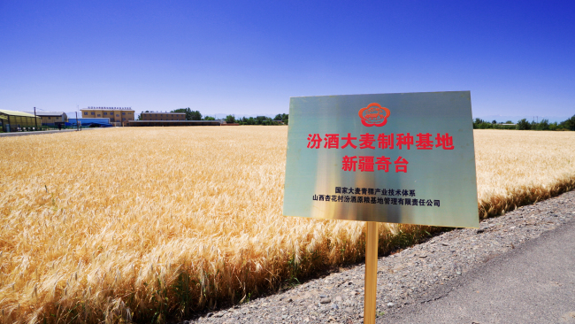 在新疆奇台，汾酒种下清香品质“芯片”