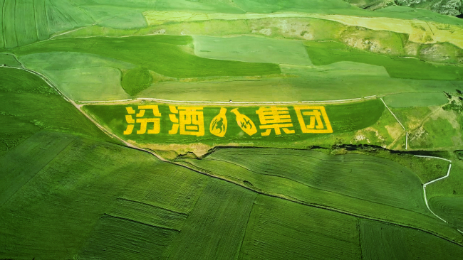 在新疆奇台，汾酒种下清香品质“芯片”