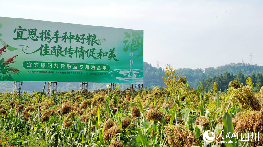 宜宾帮扶工作队带领恩阳村民种上了高粱，为宜宾白酒产业提供优质原材料，实现双赢。人民网记者 王波摄