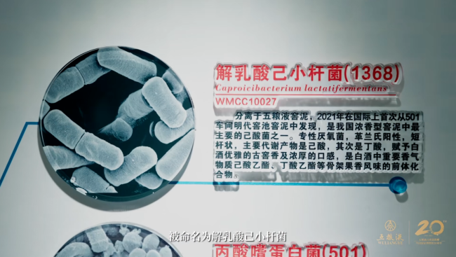解码五粮液的品质密码——微生物