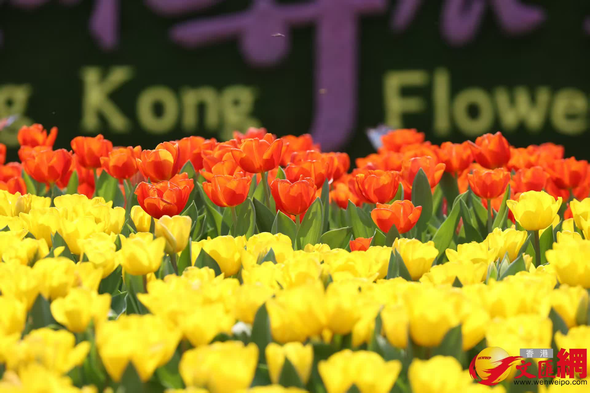 香港花卉展覽2026（香港文匯報記者黃艾力攝）