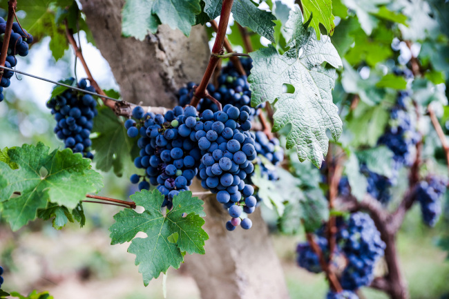 签约仁怀，发布“四个三年计划”：怡园酒业2026开启新战略跃迁