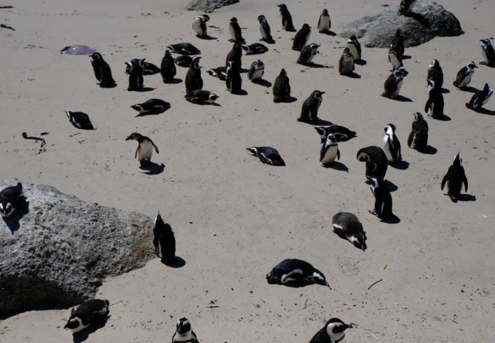 南非极度濒危的非洲企鹅正面临禽流感威胁 